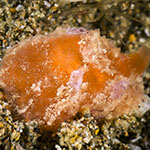 Lamellaria sp. C